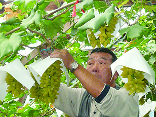 土へのこだわり